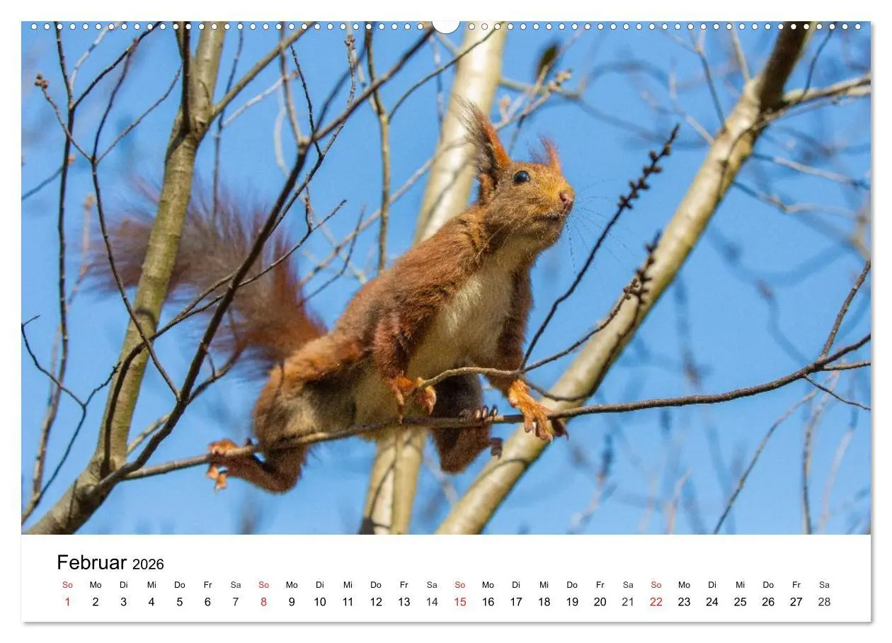 Bild: 9783516039207 | Eichhörnchen - Kleine Kobolde im Roten Pelz (Wandkalender 2026 DIN...