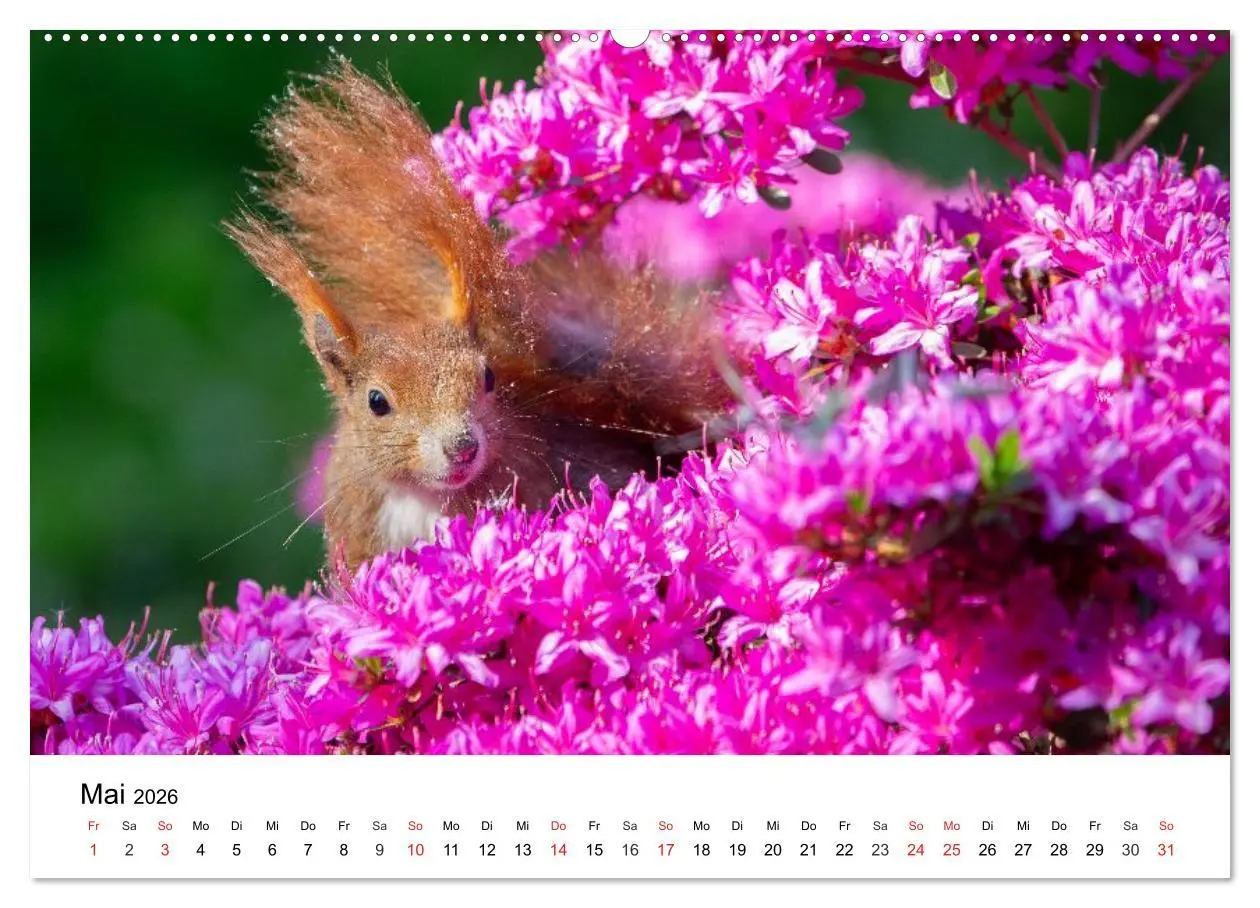 Bild: 9783516039207 | Eichhörnchen - Kleine Kobolde im Roten Pelz (Wandkalender 2026 DIN...