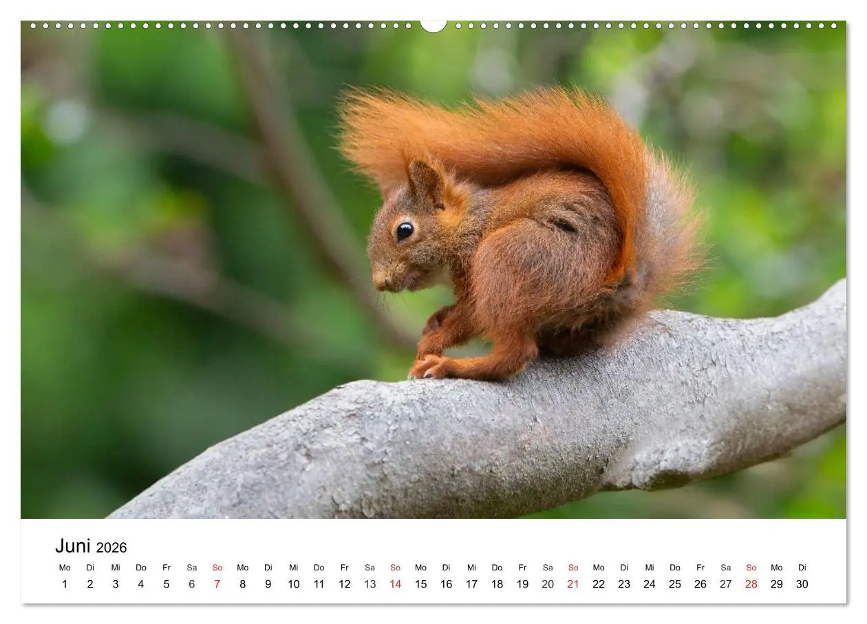 Bild: 9783516039207 | Eichhörnchen - Kleine Kobolde im Roten Pelz (Wandkalender 2026 DIN...