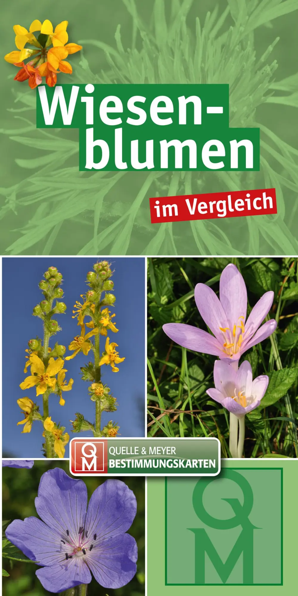 Cover: 9783494019307 | Wiesenblumen | im Vergleich | Quelle &amp; Meyer Verlag | Taschenbuch