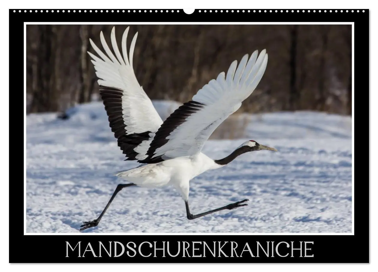 Cover: 9783516179507 | Mandschurenkraniche (Wandkalender 2026 DIN A2 quer), CALVENDO...