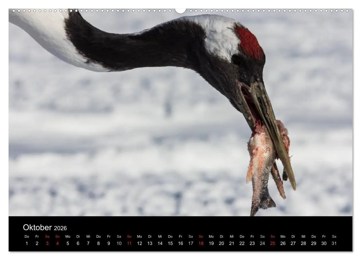 Bild: 9783516179507 | Mandschurenkraniche (Wandkalender 2026 DIN A2 quer), CALVENDO...