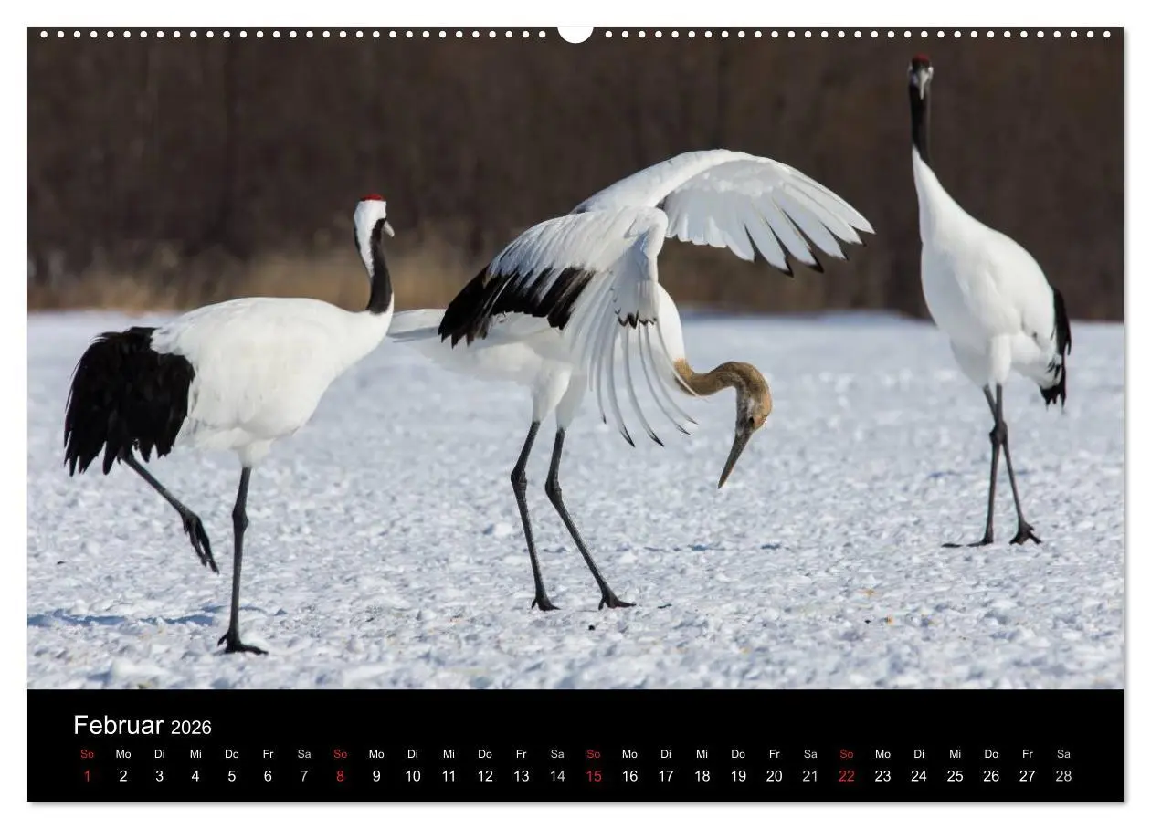 Bild: 9783516179507 | Mandschurenkraniche (Wandkalender 2026 DIN A2 quer), CALVENDO...