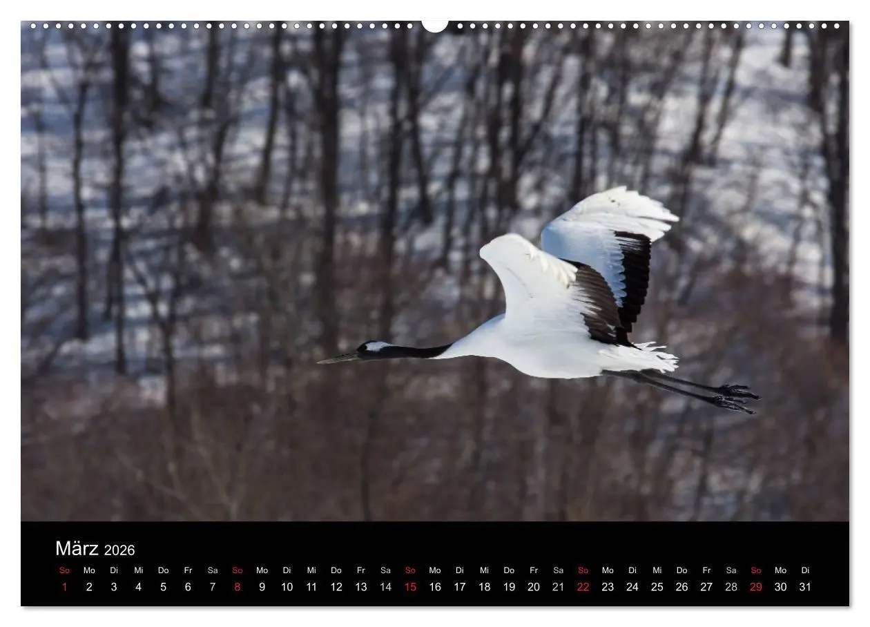 Bild: 9783516179507 | Mandschurenkraniche (Wandkalender 2026 DIN A2 quer), CALVENDO...