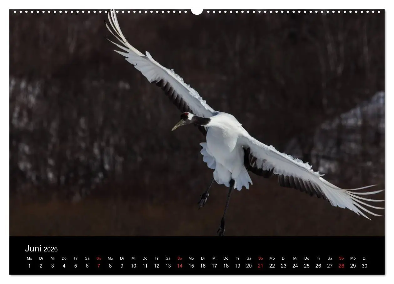 Bild: 9783516179507 | Mandschurenkraniche (Wandkalender 2026 DIN A2 quer), CALVENDO...