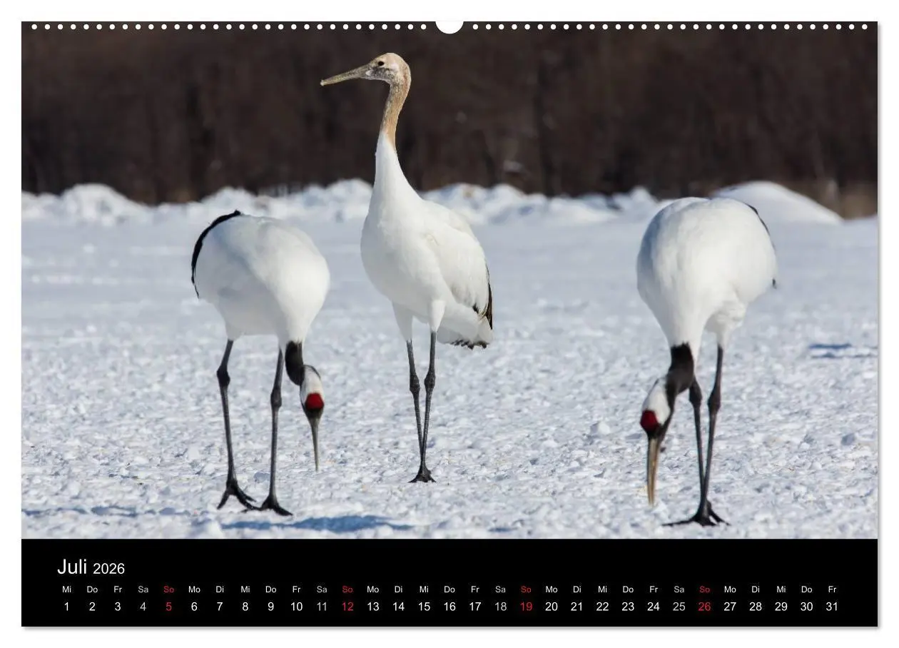 Bild: 9783516179507 | Mandschurenkraniche (Wandkalender 2026 DIN A2 quer), CALVENDO...