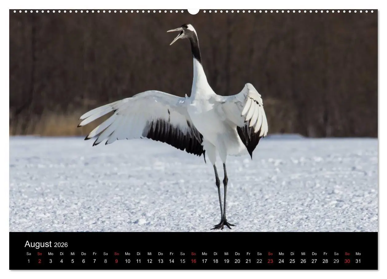 Bild: 9783516179507 | Mandschurenkraniche (Wandkalender 2026 DIN A2 quer), CALVENDO...