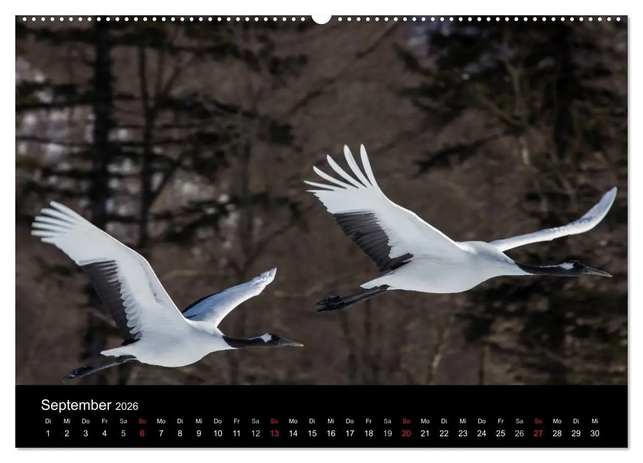 Bild: 9783516179507 | Mandschurenkraniche (Wandkalender 2026 DIN A2 quer), CALVENDO...