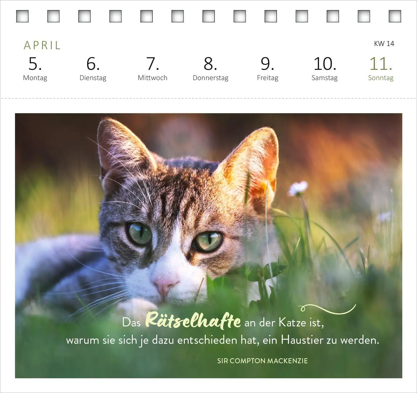 Bild: 4014489139607 | Postkartenkalender Katzenweisheiten 2027 | Kalender | Spiralaufsteller