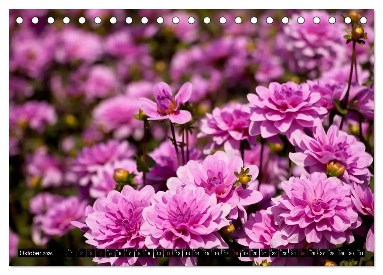 Bild: 9783516099607 | Dahlia - Dahlien (Tischkalender 2026 DIN A5 quer), CALVENDO...