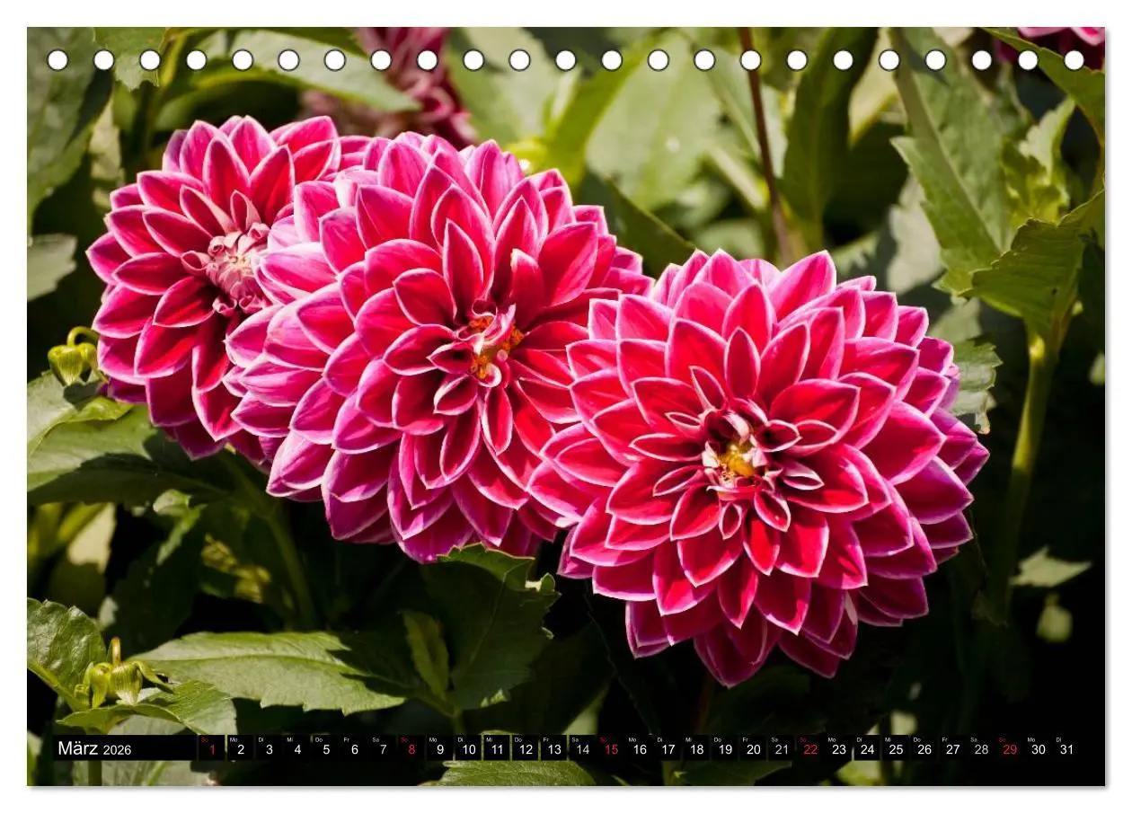 Bild: 9783516099607 | Dahlia - Dahlien (Tischkalender 2026 DIN A5 quer), CALVENDO...