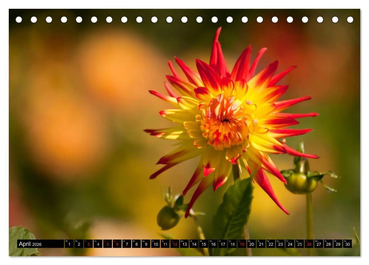Bild: 9783516099607 | Dahlia - Dahlien (Tischkalender 2026 DIN A5 quer), CALVENDO...