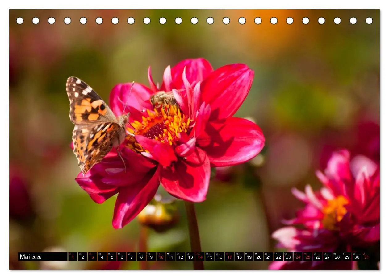 Bild: 9783516099607 | Dahlia - Dahlien (Tischkalender 2026 DIN A5 quer), CALVENDO...