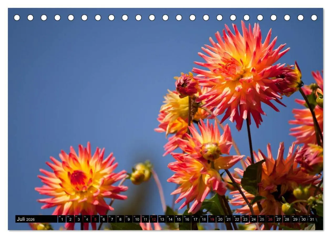 Bild: 9783516099607 | Dahlia - Dahlien (Tischkalender 2026 DIN A5 quer), CALVENDO...