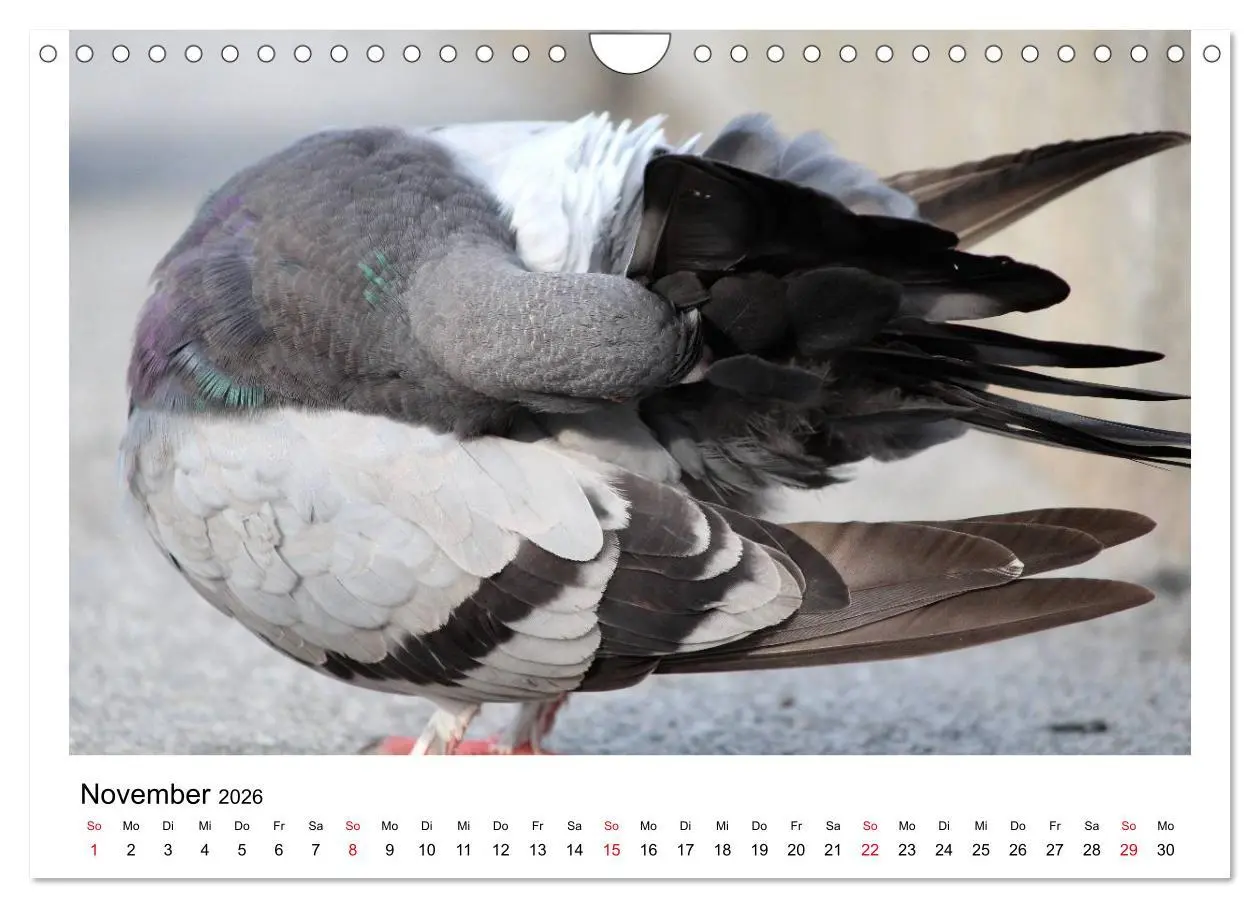 Bild: 9783516159707 | Geliebte Tauben (Wandkalender 2026 DIN A4 quer), CALVENDO...