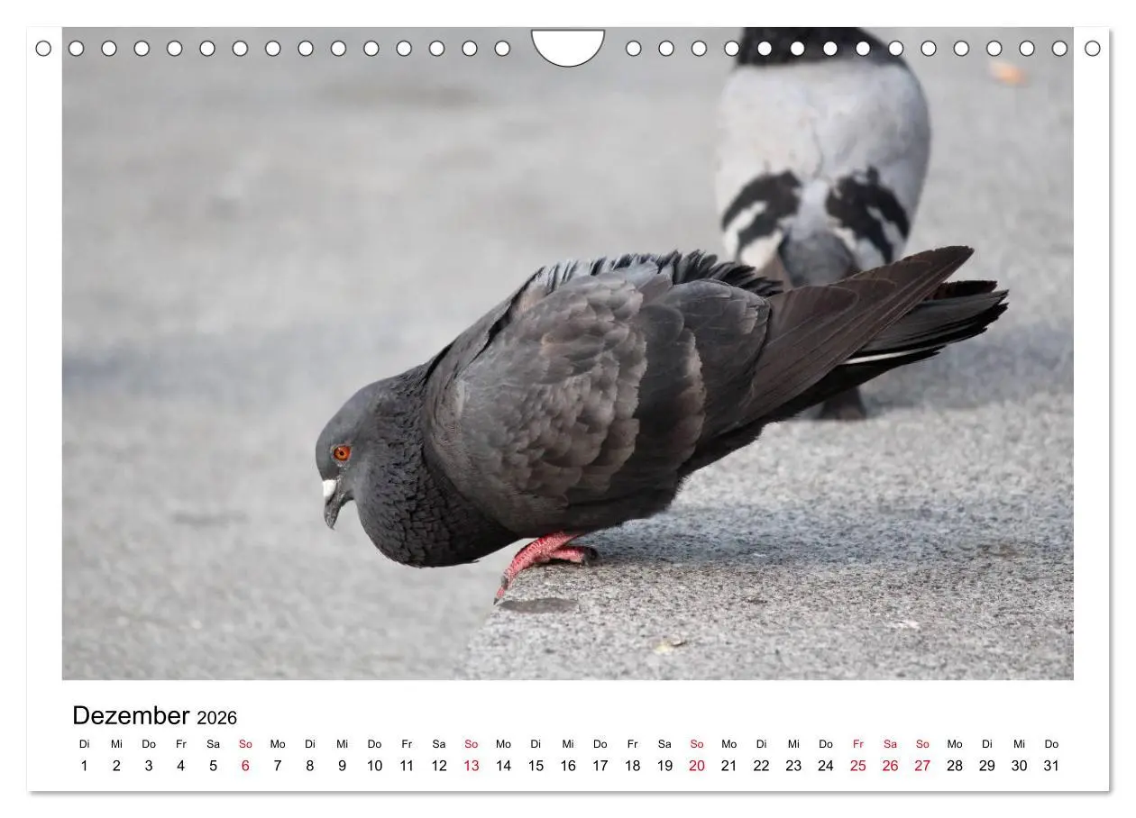 Bild: 9783516159707 | Geliebte Tauben (Wandkalender 2026 DIN A4 quer), CALVENDO...