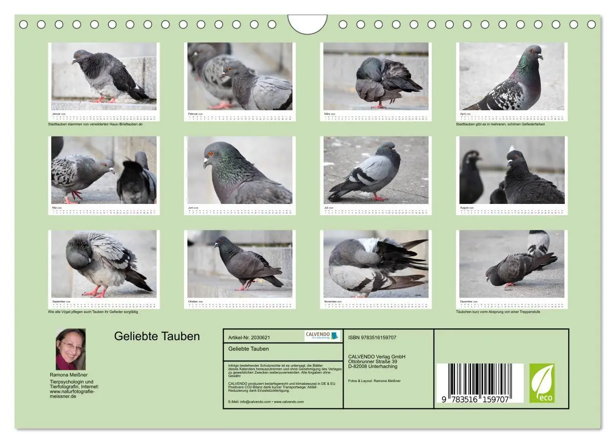 Bild: 9783516159707 | Geliebte Tauben (Wandkalender 2026 DIN A4 quer), CALVENDO...