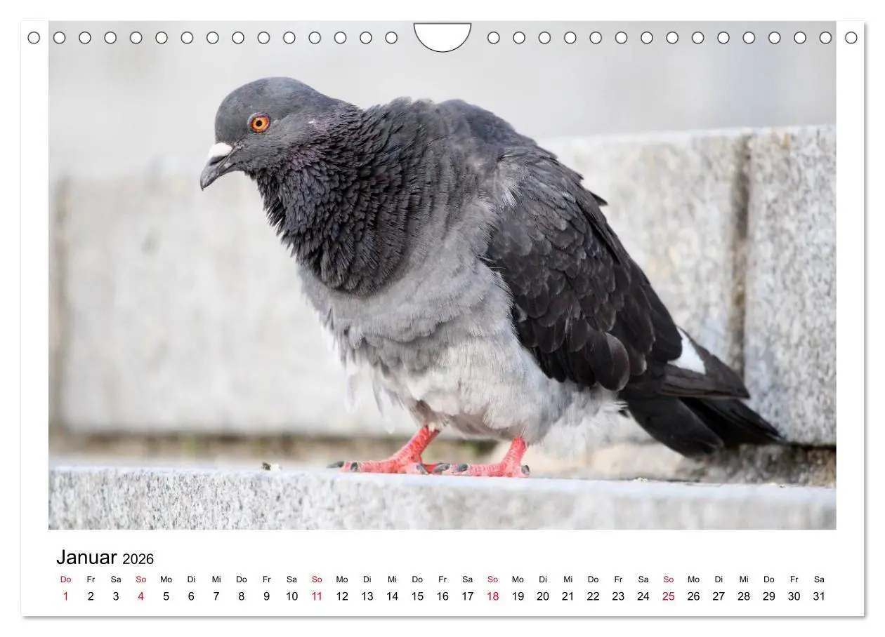 Bild: 9783516159707 | Geliebte Tauben (Wandkalender 2026 DIN A4 quer), CALVENDO...