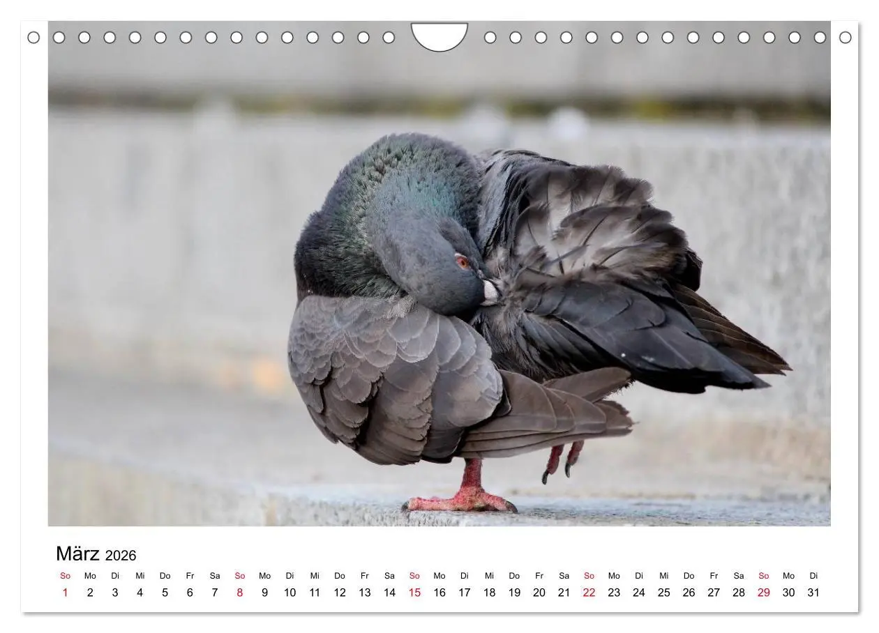 Bild: 9783516159707 | Geliebte Tauben (Wandkalender 2026 DIN A4 quer), CALVENDO...