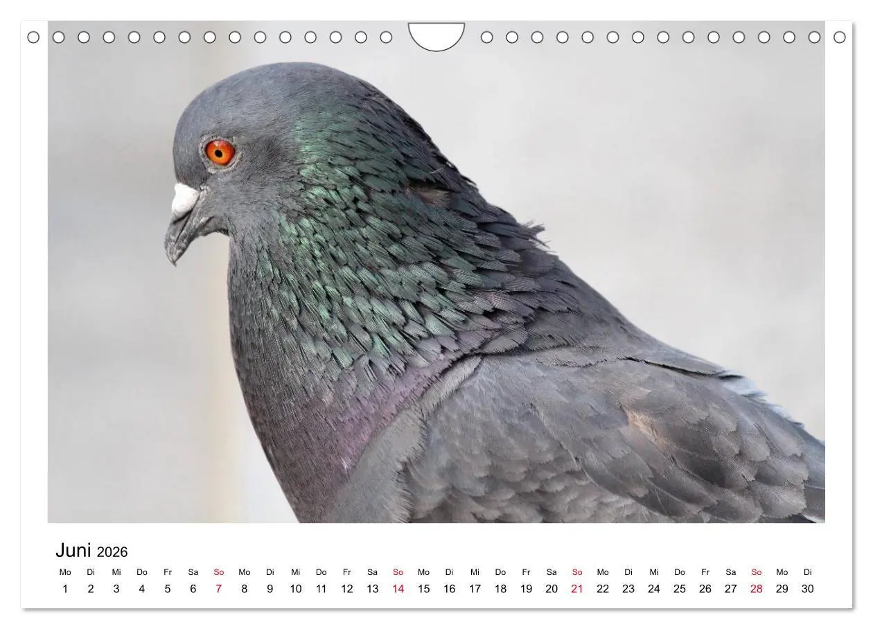 Bild: 9783516159707 | Geliebte Tauben (Wandkalender 2026 DIN A4 quer), CALVENDO...