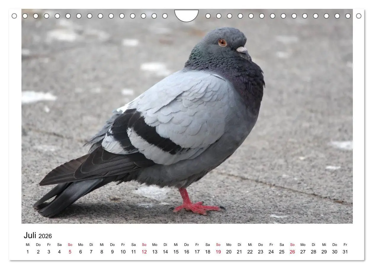 Bild: 9783516159707 | Geliebte Tauben (Wandkalender 2026 DIN A4 quer), CALVENDO...