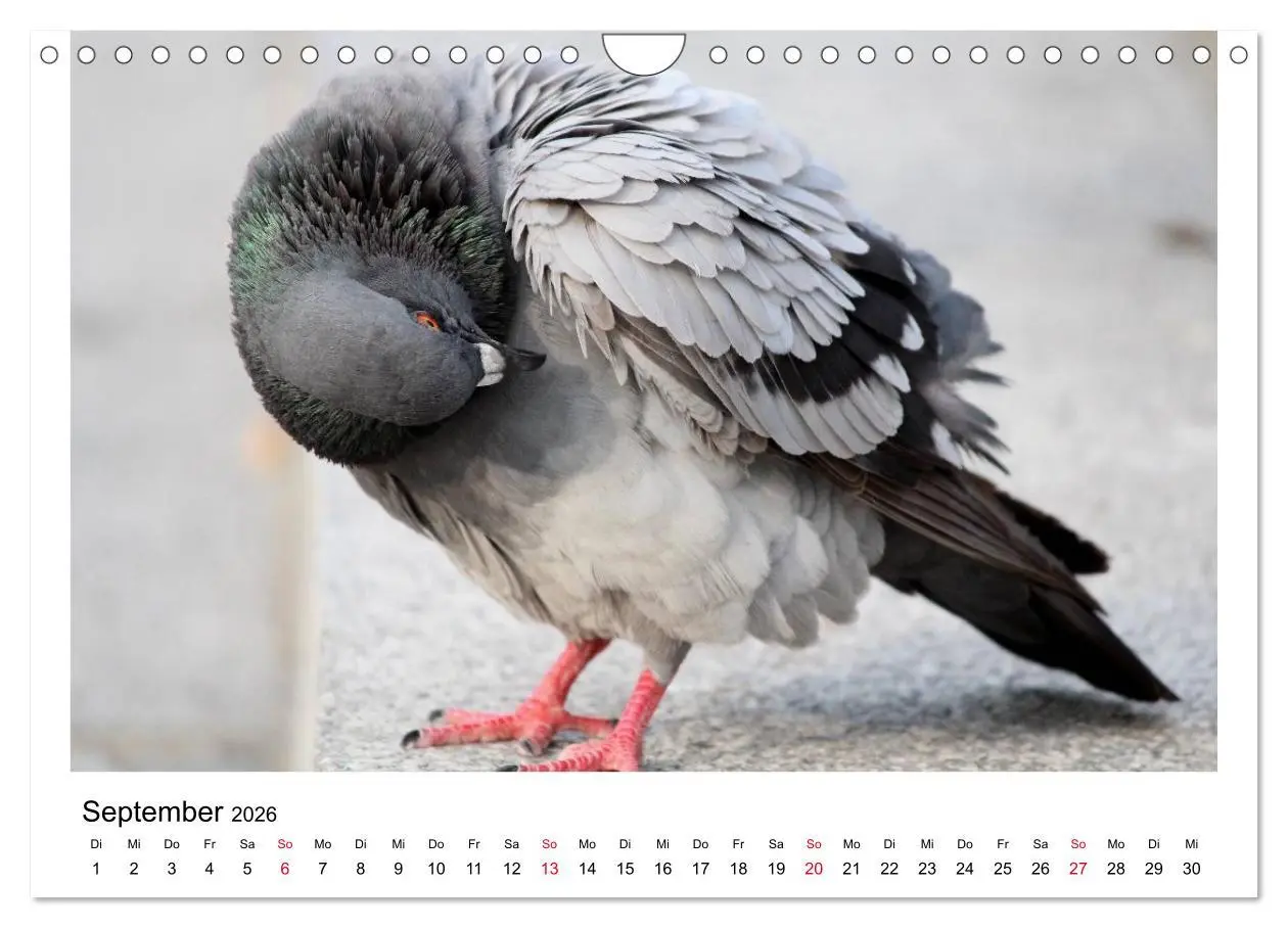 Bild: 9783516159707 | Geliebte Tauben (Wandkalender 2026 DIN A4 quer), CALVENDO...