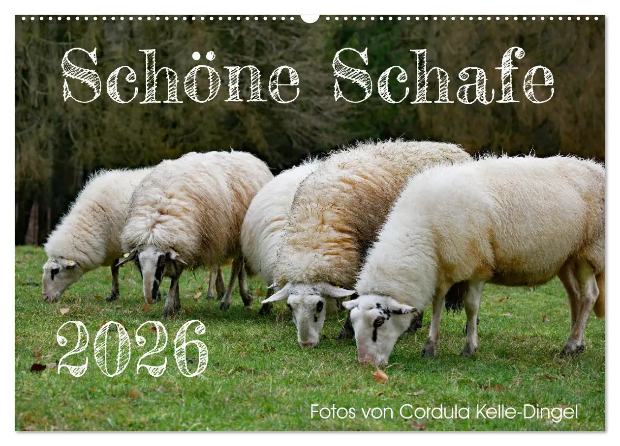 Cover: 9783457739907 | Schöne Schafe (Wandkalender 2026 DIN A2 quer), CALVENDO Monatskalender