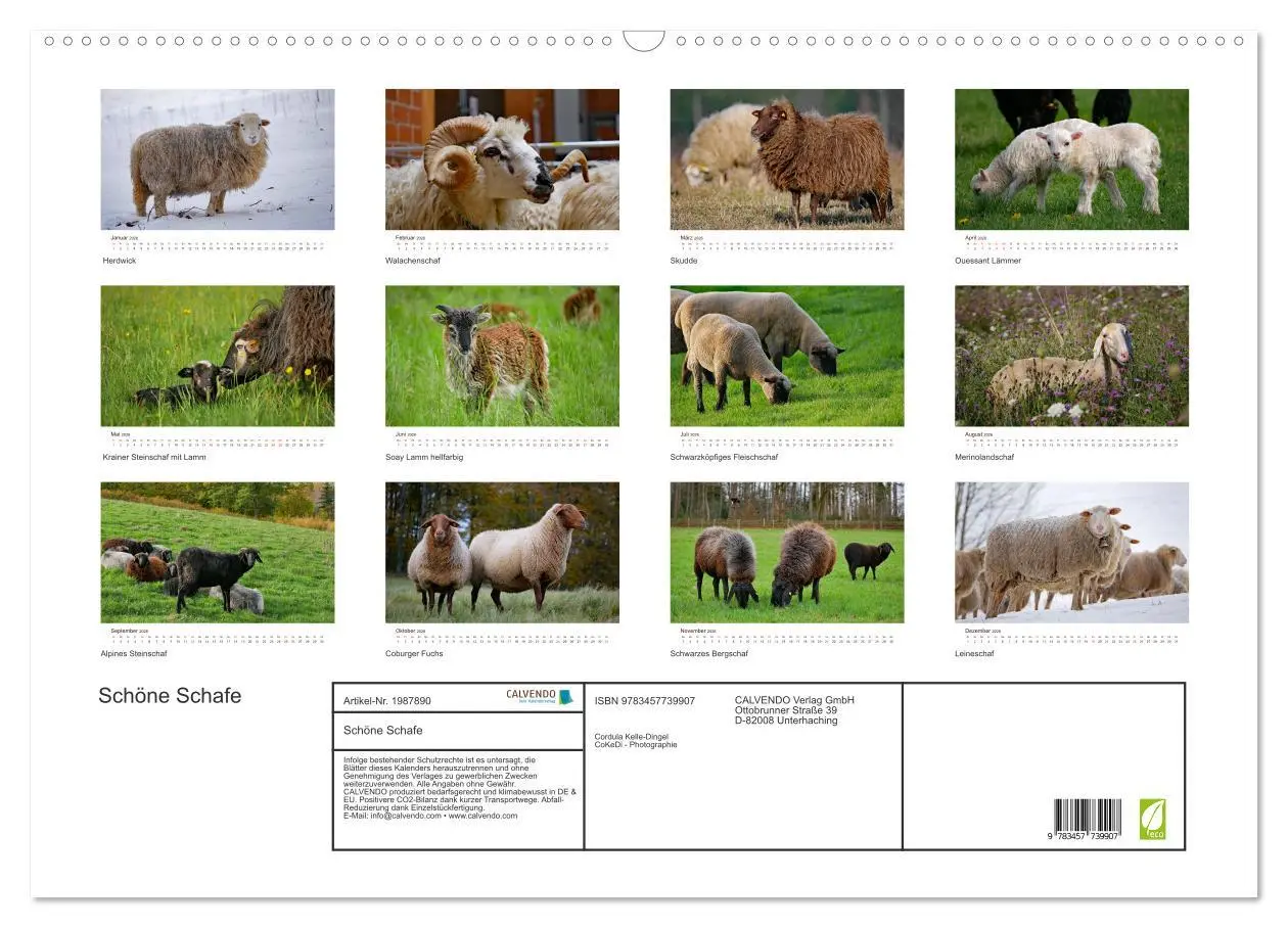 Bild: 9783457739907 | Schöne Schafe (Wandkalender 2026 DIN A2 quer), CALVENDO Monatskalender