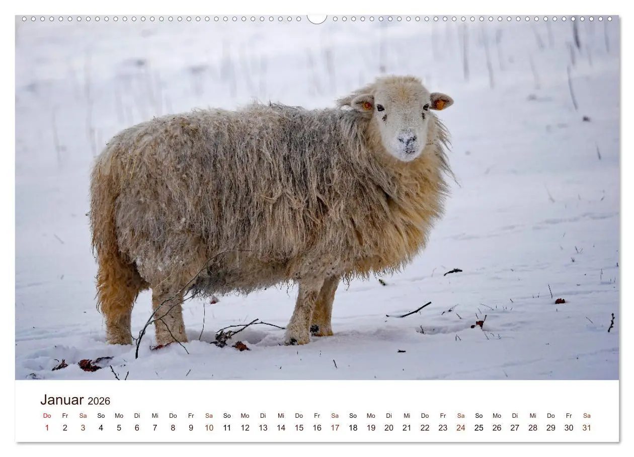 Bild: 9783457739907 | Schöne Schafe (Wandkalender 2026 DIN A2 quer), CALVENDO Monatskalender