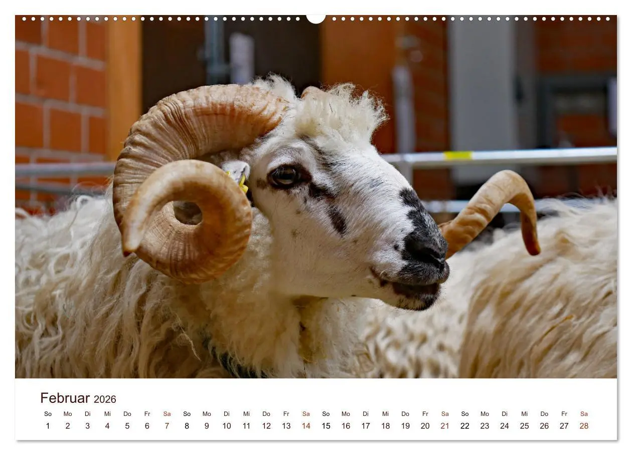Bild: 9783457739907 | Schöne Schafe (Wandkalender 2026 DIN A2 quer), CALVENDO Monatskalender