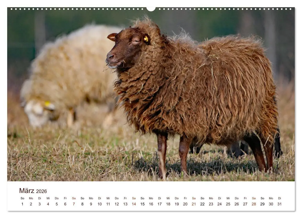 Bild: 9783457739907 | Schöne Schafe (Wandkalender 2026 DIN A2 quer), CALVENDO Monatskalender