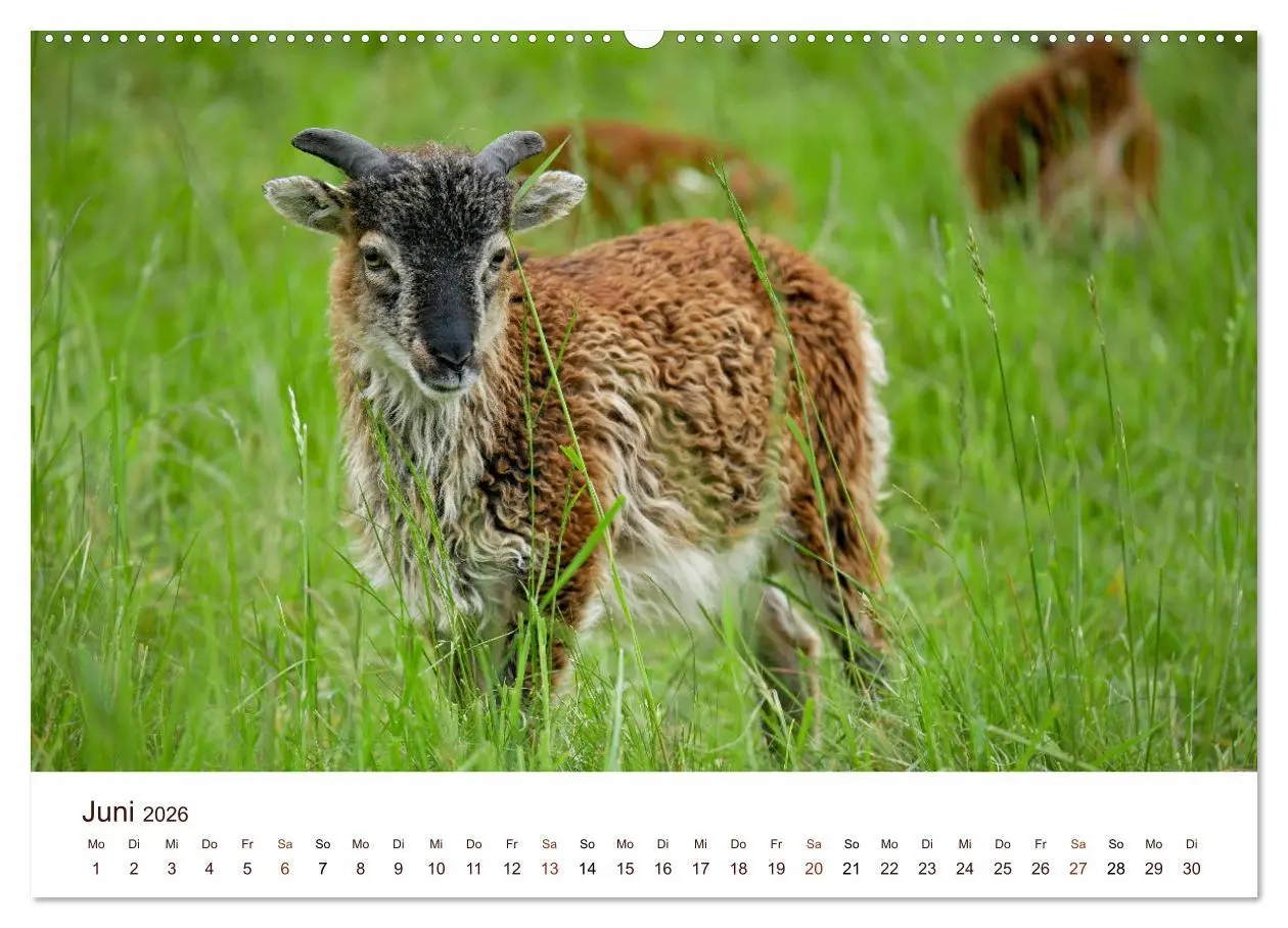 Bild: 9783457739907 | Schöne Schafe (Wandkalender 2026 DIN A2 quer), CALVENDO Monatskalender