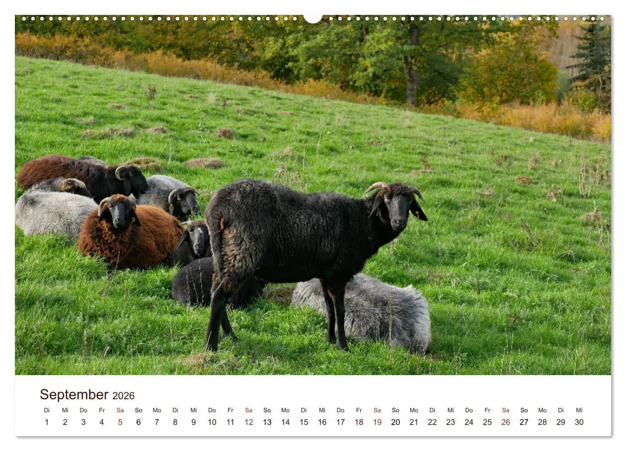 Bild: 9783457739907 | Schöne Schafe (Wandkalender 2026 DIN A2 quer), CALVENDO Monatskalender