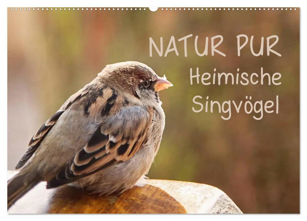 Cover: 9783516069907 | NATUR PUR Heimische Singvögel (Wandkalender 2026 DIN A2 quer),...