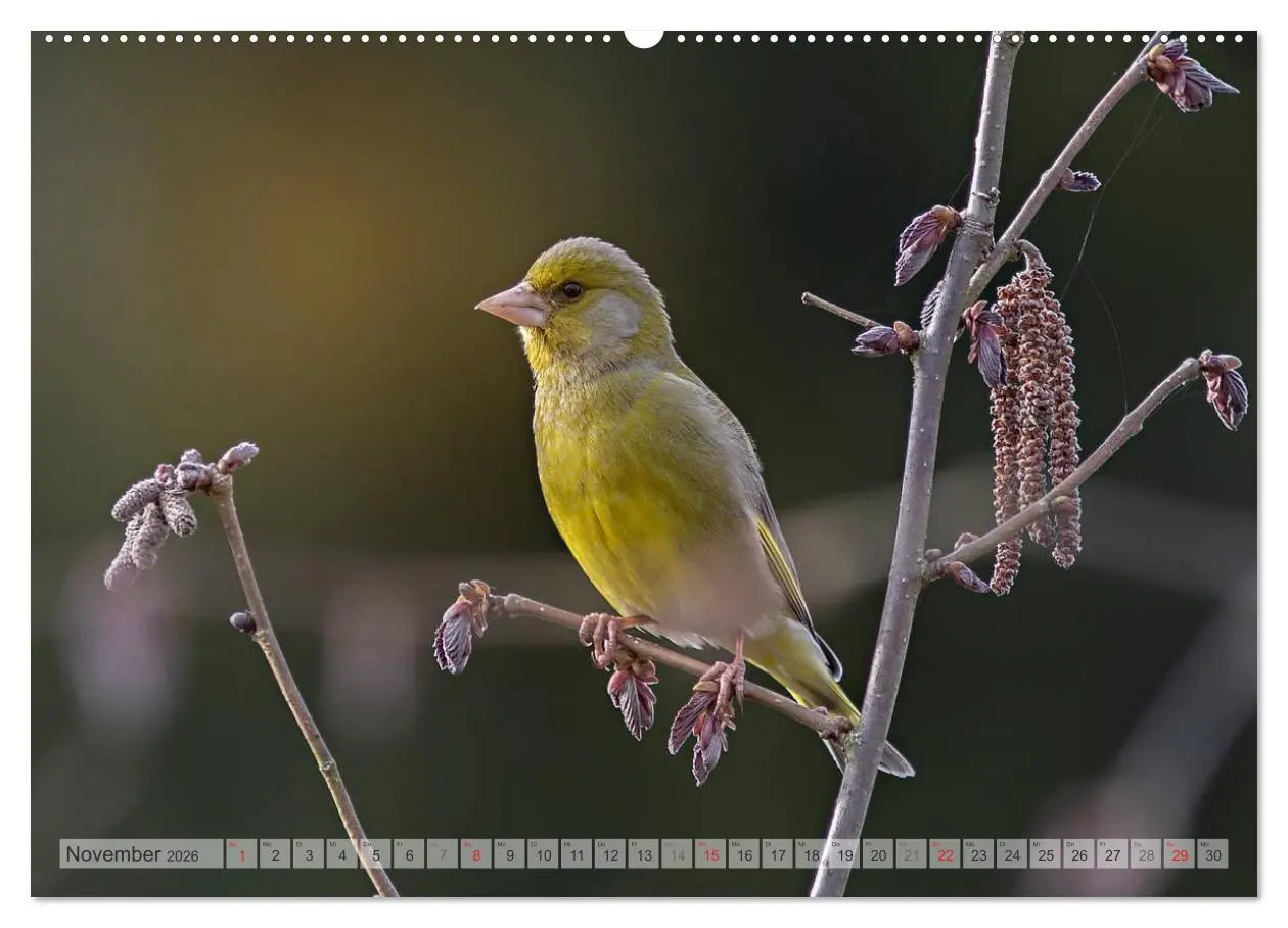 Bild: 9783516069907 | NATUR PUR Heimische Singvögel (Wandkalender 2026 DIN A2 quer),...