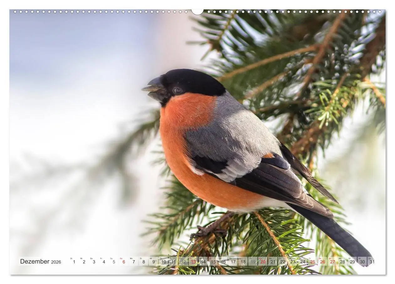 Bild: 9783516069907 | NATUR PUR Heimische Singvögel (Wandkalender 2026 DIN A2 quer),...