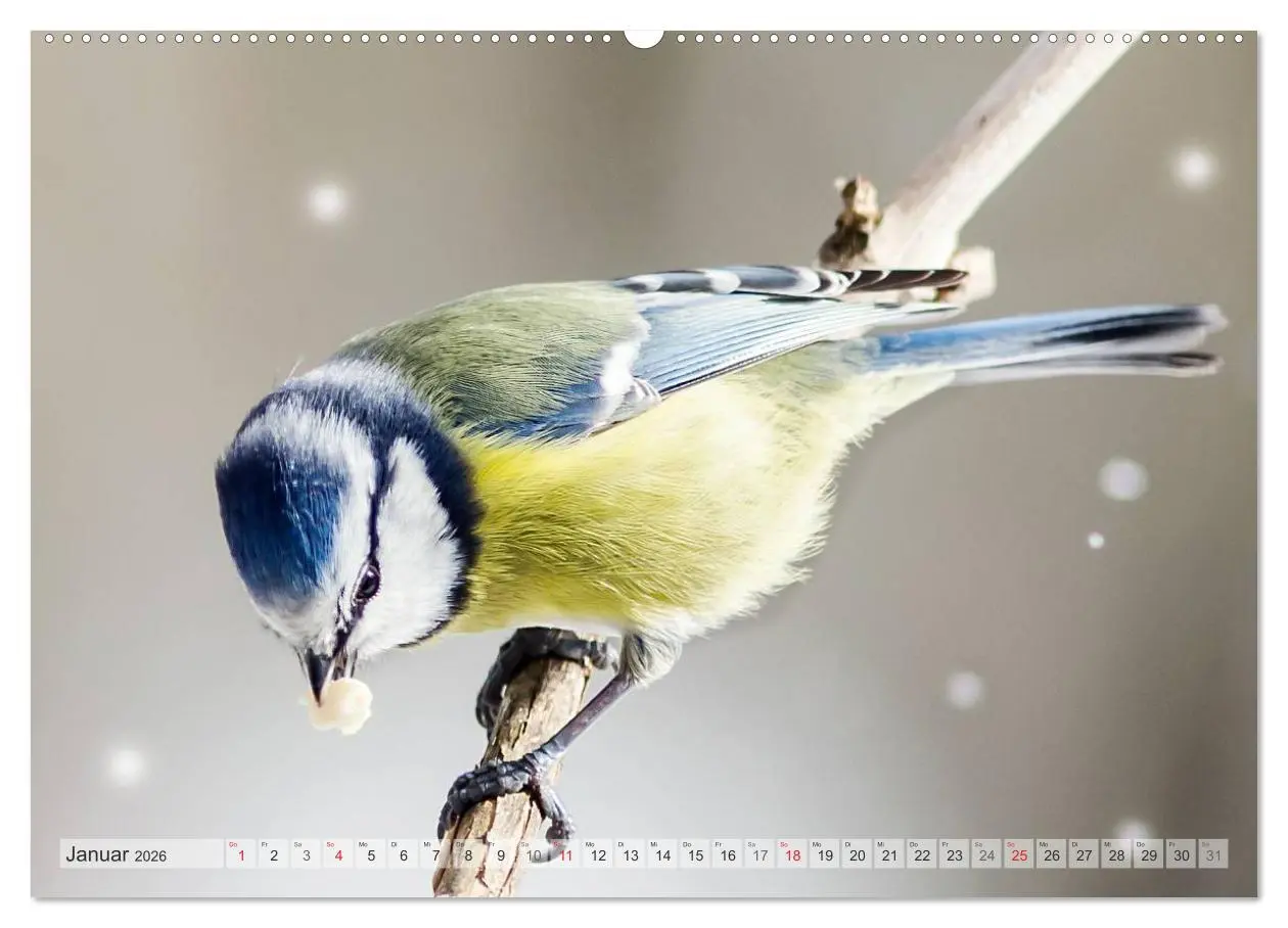 Bild: 9783516069907 | NATUR PUR Heimische Singvögel (Wandkalender 2026 DIN A2 quer),...