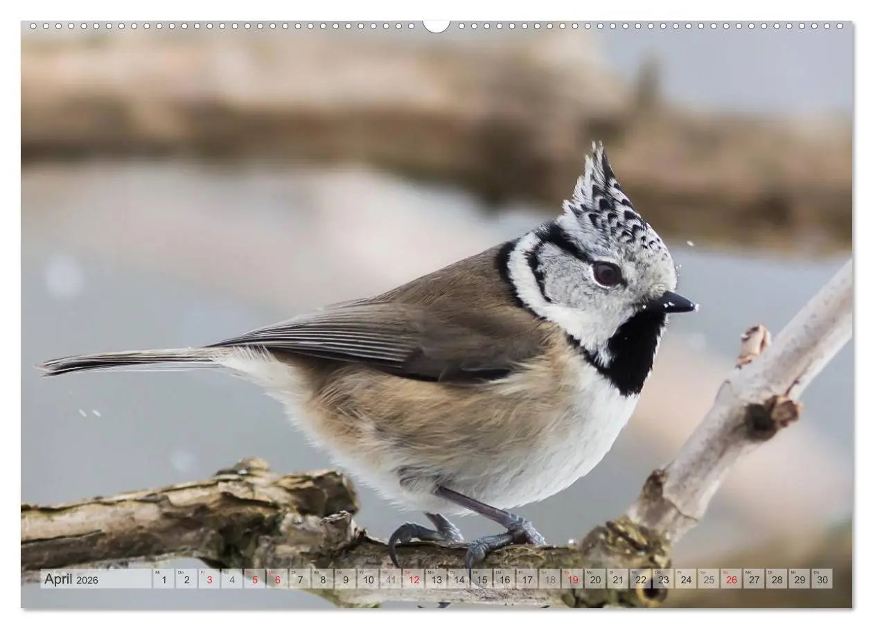 Bild: 9783516069907 | NATUR PUR Heimische Singvögel (Wandkalender 2026 DIN A2 quer),...