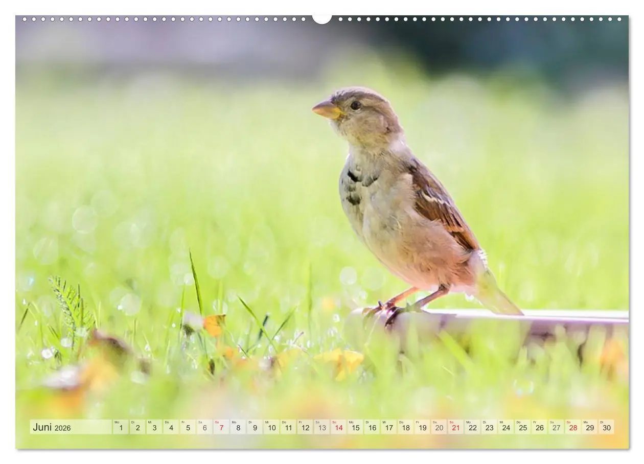 Bild: 9783516069907 | NATUR PUR Heimische Singvögel (Wandkalender 2026 DIN A2 quer),...