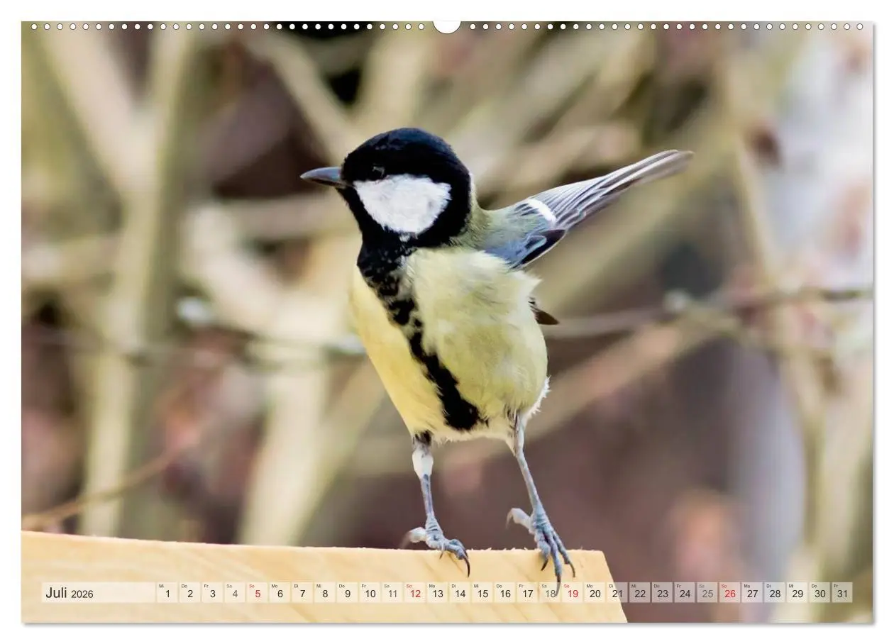 Bild: 9783516069907 | NATUR PUR Heimische Singvögel (Wandkalender 2026 DIN A2 quer),...