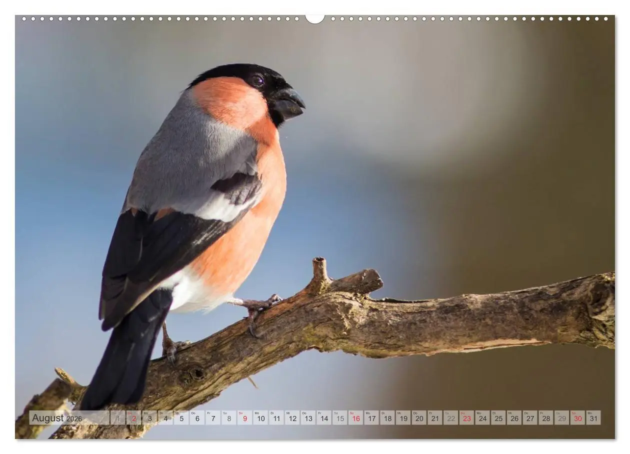 Bild: 9783516069907 | NATUR PUR Heimische Singvögel (Wandkalender 2026 DIN A2 quer),...