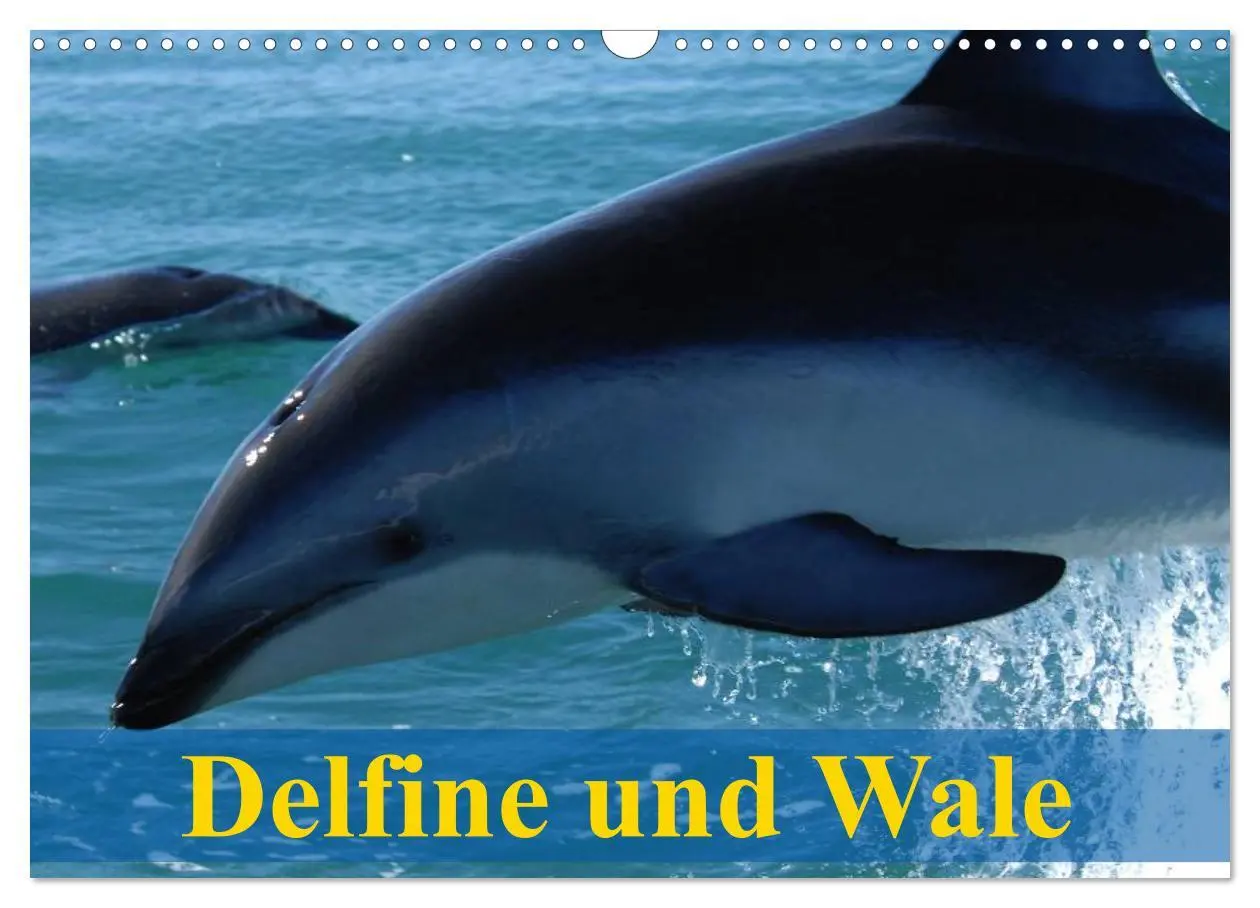Cover: 9783516139907 | Delfine und Wale (Wandkalender 2026 DIN A3 quer), CALVENDO...