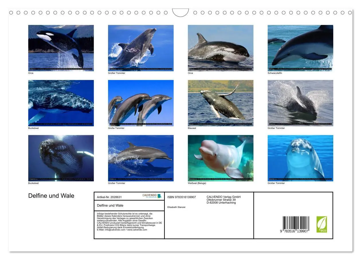 Bild: 9783516139907 | Delfine und Wale (Wandkalender 2026 DIN A3 quer), CALVENDO...