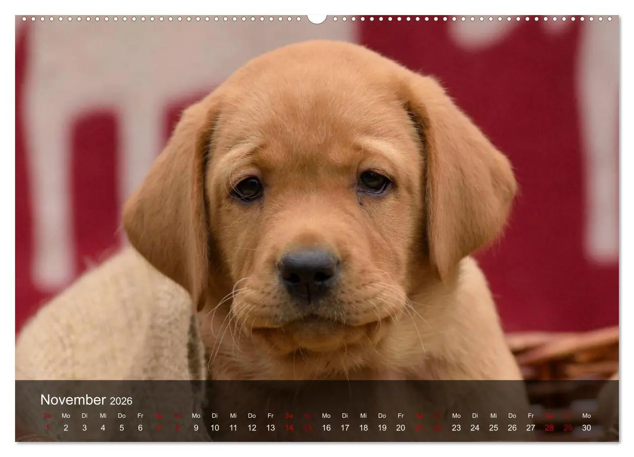 Bild: 9783457770108 | Labrador Retriever Welpen (hochwertiger Premium Wandkalender 2026...