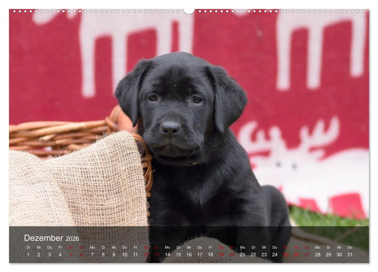 Bild: 9783457770108 | Labrador Retriever Welpen (hochwertiger Premium Wandkalender 2026...