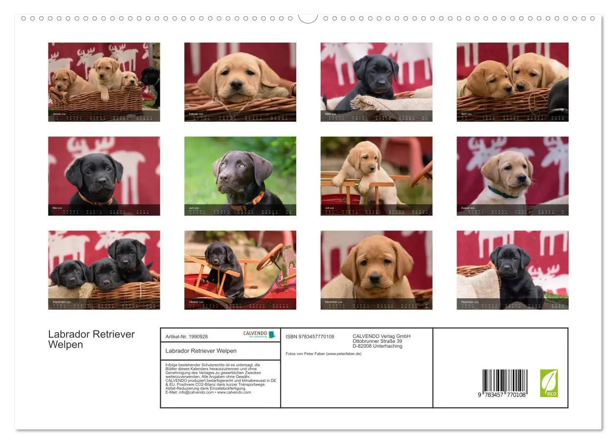 Bild: 9783457770108 | Labrador Retriever Welpen (hochwertiger Premium Wandkalender 2026...