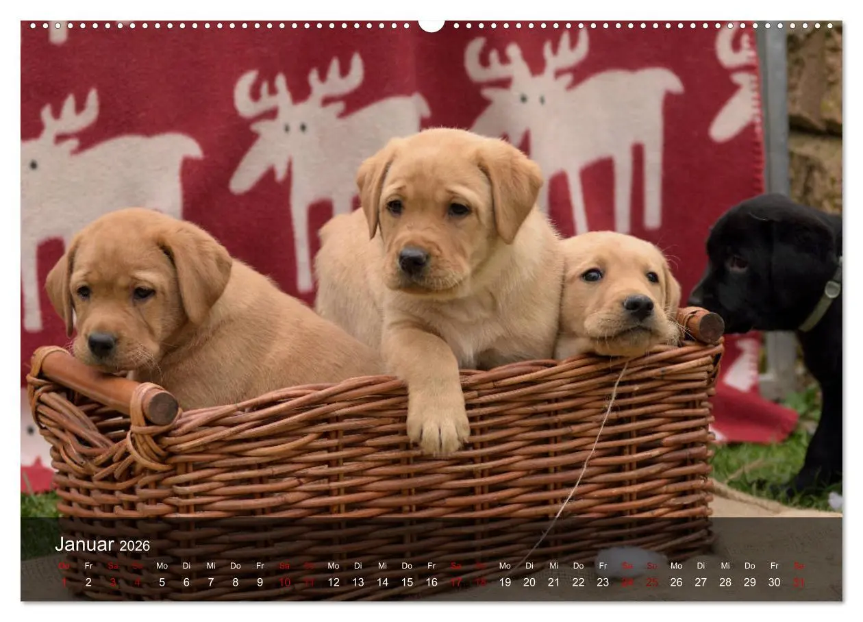 Bild: 9783457770108 | Labrador Retriever Welpen (hochwertiger Premium Wandkalender 2026...