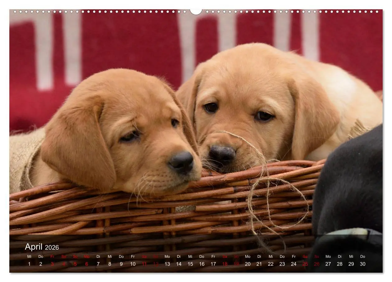 Bild: 9783457770108 | Labrador Retriever Welpen (hochwertiger Premium Wandkalender 2026...