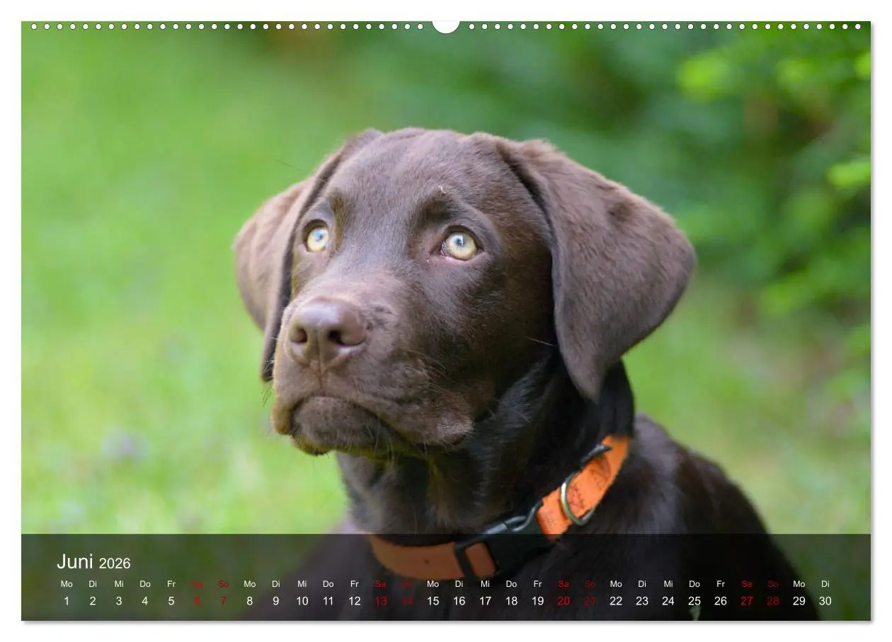 Bild: 9783457770108 | Labrador Retriever Welpen (hochwertiger Premium Wandkalender 2026...