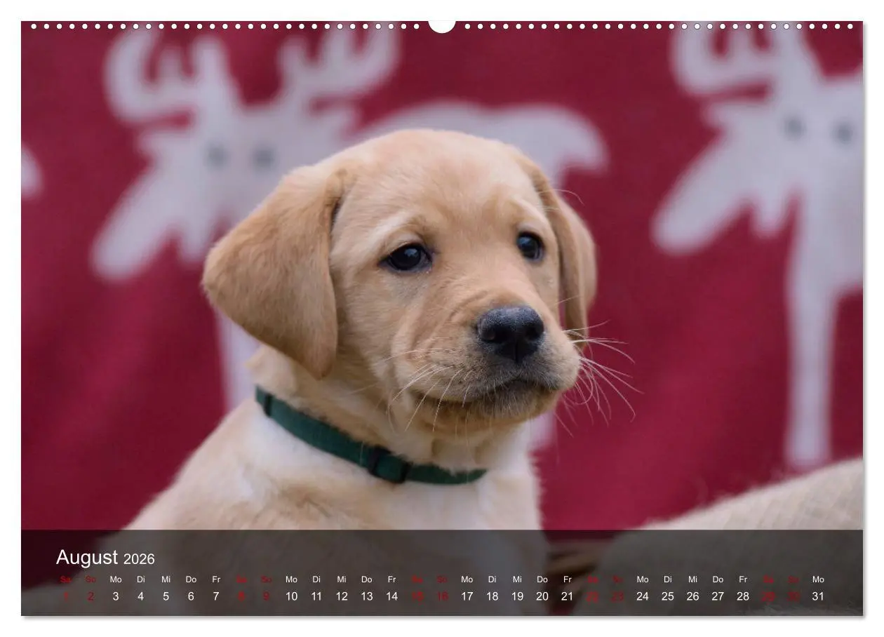 Bild: 9783457770108 | Labrador Retriever Welpen (hochwertiger Premium Wandkalender 2026...